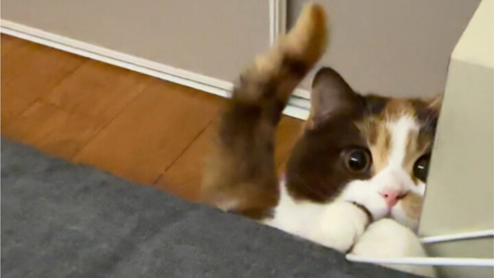 تعالوا استمعوا إلى خدمة التنبيه من شوكة الشعر الصغيرة!