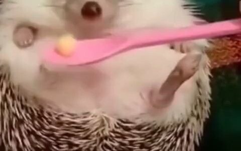 When a hedgehog is angry, just give it food