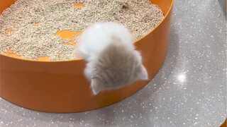"Who can resist a stun-cat?"