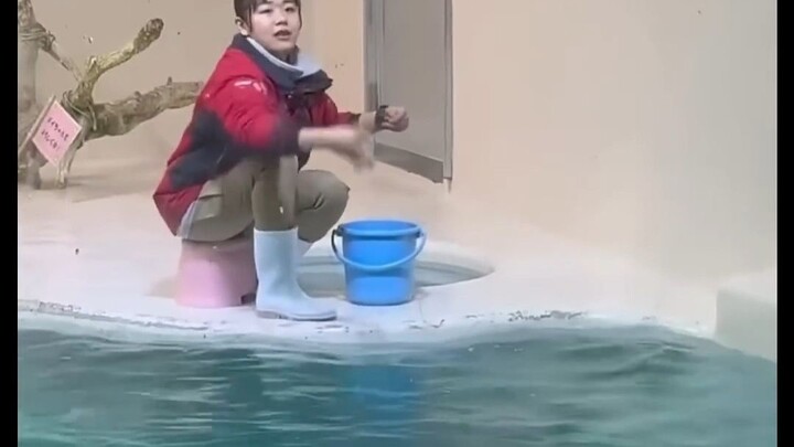 Little Seal ╰(*°▽°*)╯