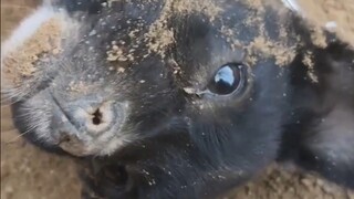 Dogs really are just like little kids—does anyone else get it?