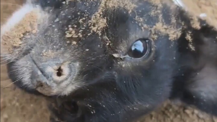 Dogs really are just like little kids—does anyone else get it?