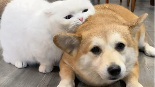 My cat doesn't seem to recognize his beloved dog! Is a cat's memory really that bad?