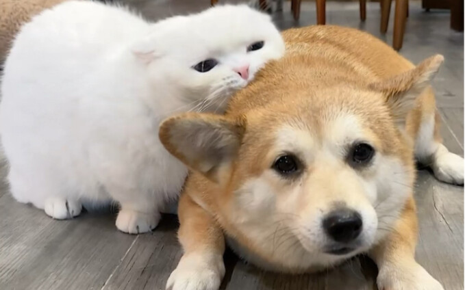 Kucingku sepertinya tidak mengenali anjing kesayangannya! Apa ingatan kucing memang seburuk itu?