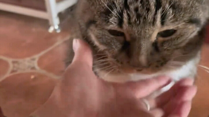 A senior cat in her teens still loves to act cute when she sees people.