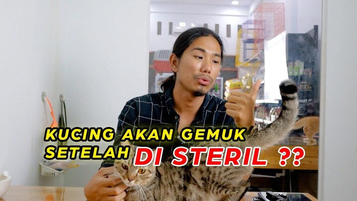 Kucing Akan Gemuk Setelah di STERIL??