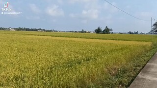 ricefield