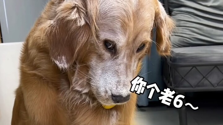 Một chú chó quá trung thực sẽ phải chịu đau khổ!