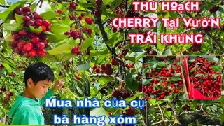 Thu hoạch cherry trái quá chừng giòn ngon khủng/mua nhà của hàng xóm/cuộc sống pháp/vườn đẹp