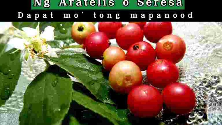 Alatiris mayaman sa bitamina
