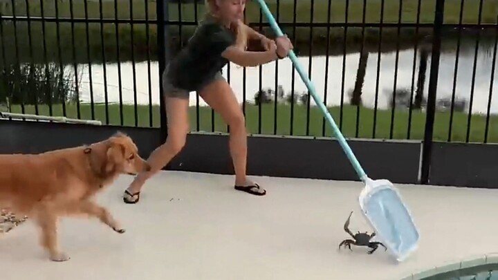 A crab showed up in the backyard pool, and the dog thinks it’s a fun toy.