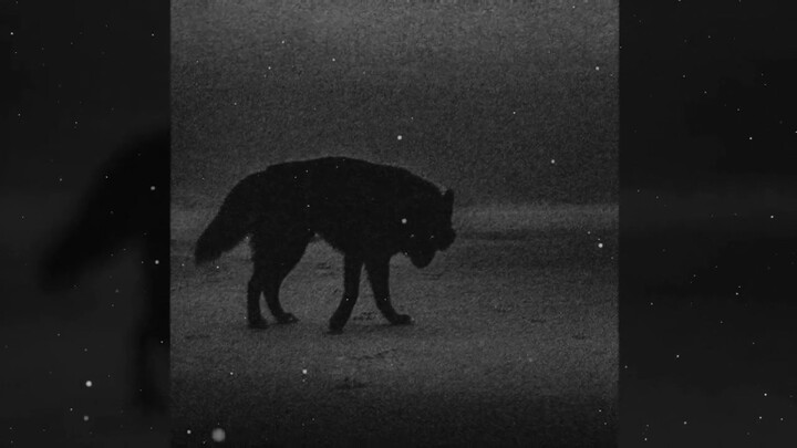 Type Beat Canserbero — Conciencia | “Lobos de noche” | Boom Bap Underground  #canserbero