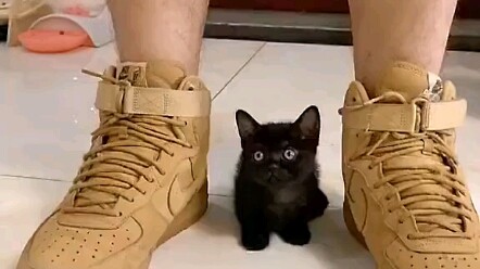 แมวแมว: คุณแม่คงโง่ไปแล้วล่ะ