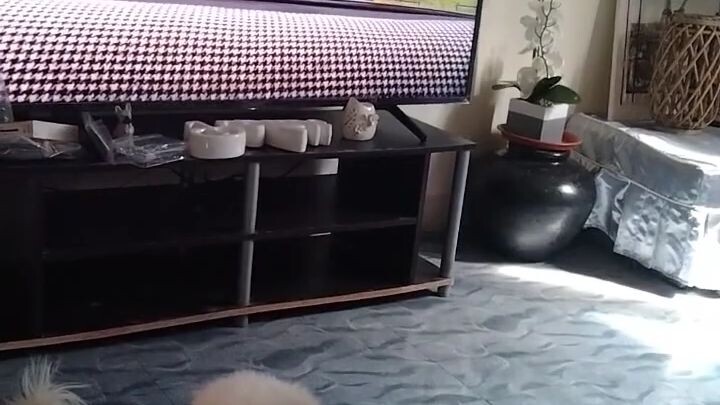 Does your pet also look at the screen like this?