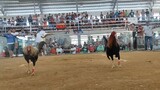 Championship fight at taal cockpit using our 2x winner lemon