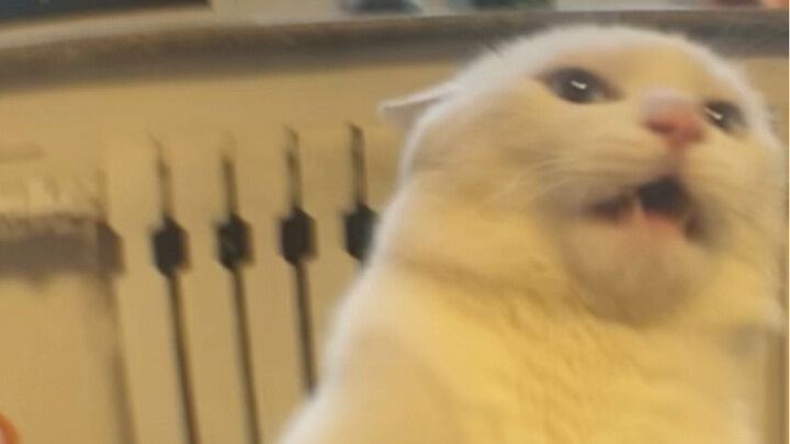 Sudah foto terlalu banyak, si meong agak kesal…