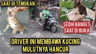 Kucing Liar Ini Bikin Sedih Saat Datang Minta Tolong Mulutnya Untuk Di Obati..!