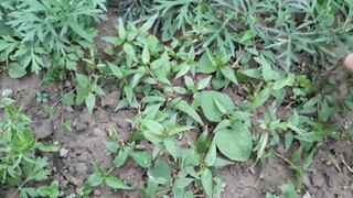 Lam Món nôm hoa Chuối Với tai heo,,ngon bổ de rễ lam .