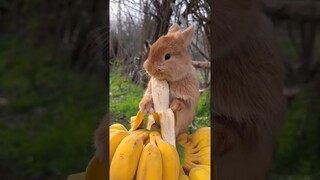 rabbit cute #cr7 #birds #forest #animals #Cambodia #facebookreels #fyp #mo #canon #animal #rabbit