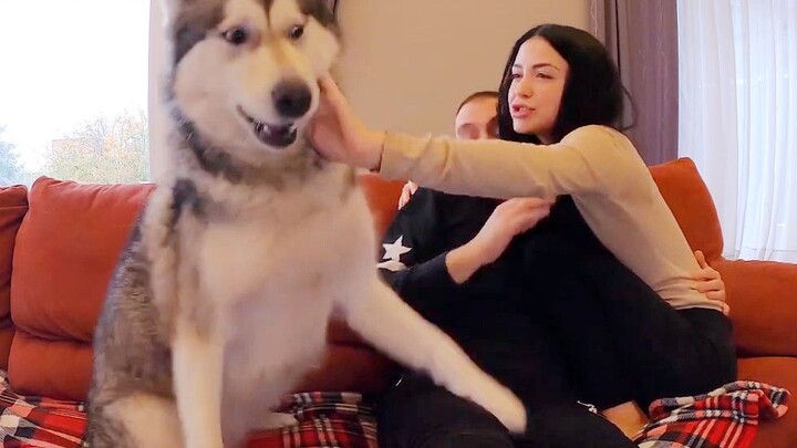 Jealous Husky