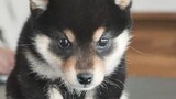 When a young man living alone in Japan welcomes a little Shiba Inu... Shiba Inu Hina, who is played 