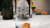 Do not let the cat drinks water from the fish tank