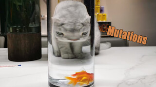 Đừng cho mèo uống nước bể cá