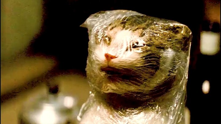 How long can a kitten last if you wrap it in plastic wrap?