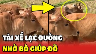 Cười xĩu với pha NHỜ BÒ CHỈ ĐƯỜNG đi vào LÒNG ĐẤT của anh tài xế 😂 | Yêu Lu