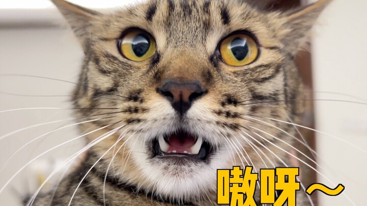 Here’s the thing—I can’t see it, so I’m asking everyone: Is this Liang Zhichao’s grandma?