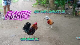 Manok ng KAPITBAHAY VS ASILXMELSIMXKELSO natin.   SPAR!!          JRP BACKYARD