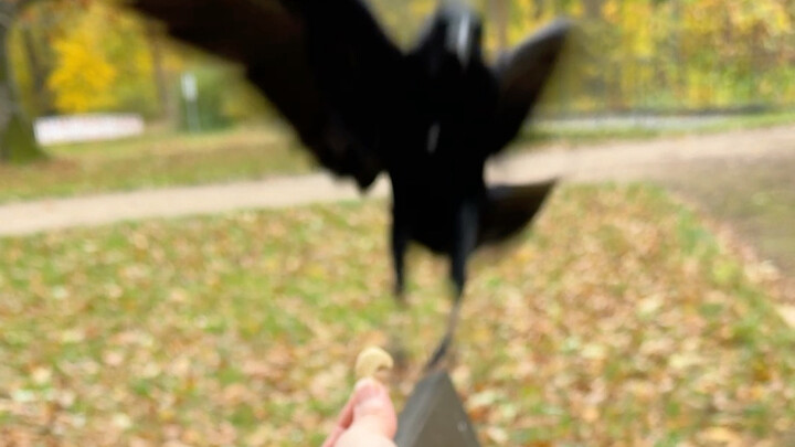 คุณชายขี้กลัวกำลังจะรวบรวมความกล้าอยู่ดีๆ ก็ถูกลมพัดปลิวไป