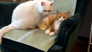 الفرق بين i猫 و e猫