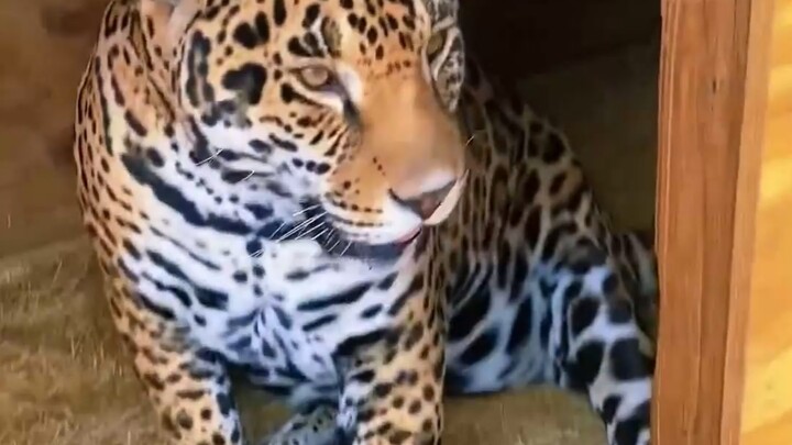 The zookeeper tickled the jaguar’s funny spot, and then the jaguar…