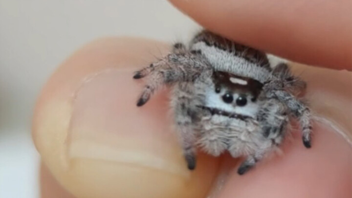 Jumping spider feels so comfortable that it doesn't want to move