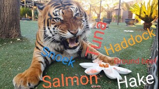 This is what kind of fish tigers like !