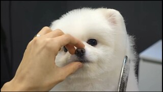 สุนัขเชื่อฟังเวลาอาบน้ำและตัดผม