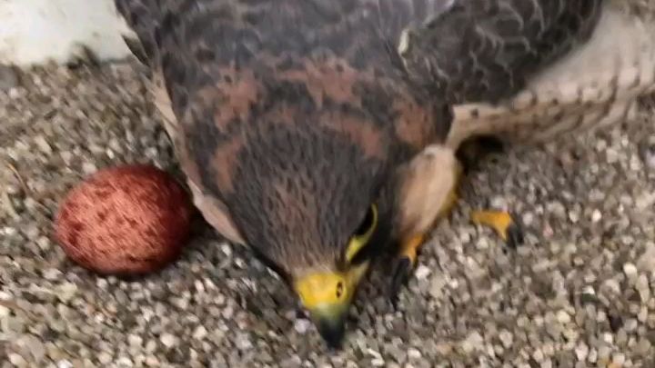 Touching the butt of a sexually aroused female falcon — cloacal close-up, please note.