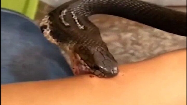 Why do you want to tease the snake?