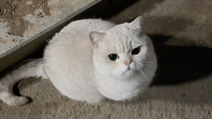 When I ran into the school’s chubby little cat twice in a row