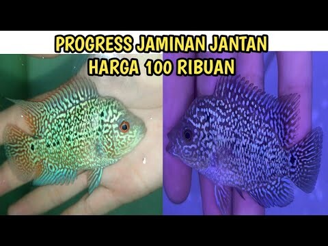 Louhan Kamfa F3 & Cencu Pesanan Bang Aldo