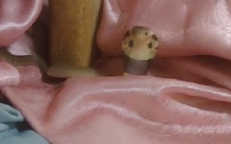 Sial, ada bayi ular kobra Zhoushan masuk ke rumah!