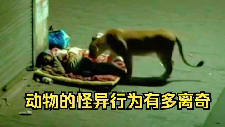 Appreciation of Strange Animal Behaviors 3
