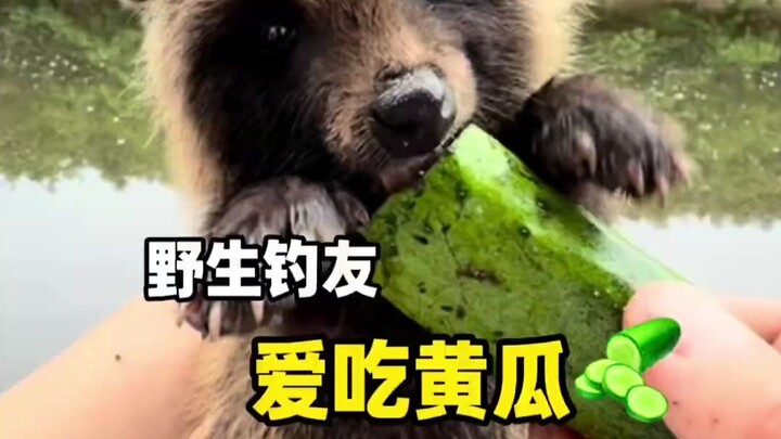 Wild angler Little Bear loves fruit