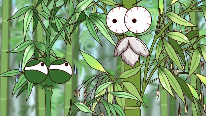 Have you ever seen bamboo bloom?