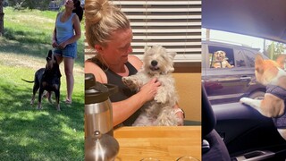 糟糕 差点忘了自己是狗子了