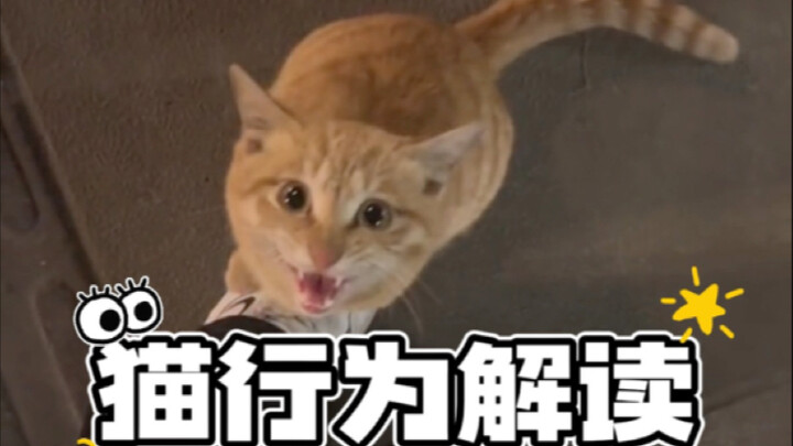 Does a stray cat acting like this mean it wants to go home with someone?