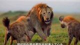 Lion : Aku hanya lewat saja, bagaimana denganmu?