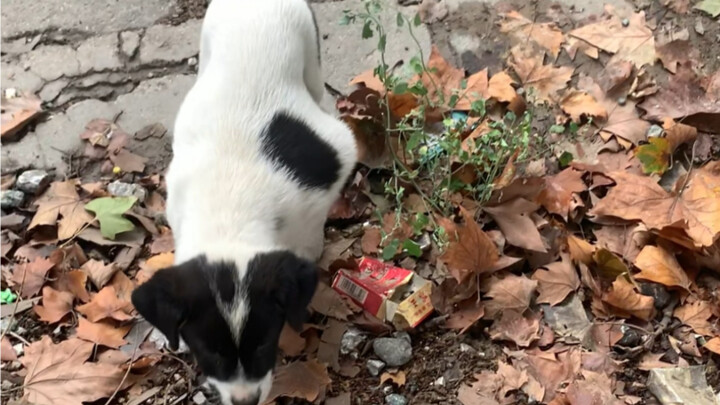 Anjing jalanan di halte bus ditendang sekali hingga perutnya sobek, perutnya mengembang seperti balo