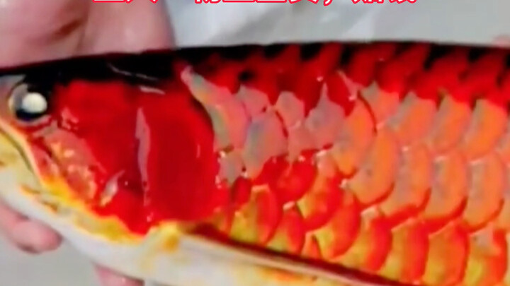 Naga Merah Indonesia tenggelam hingga tewas #NagaEmas #Kehidupan #BerkemampuanTinggi